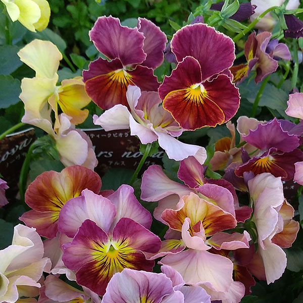 ビオラ：松原園芸さんオリジナル・アルス　ノーヴァ3号ロングポット 2株セット