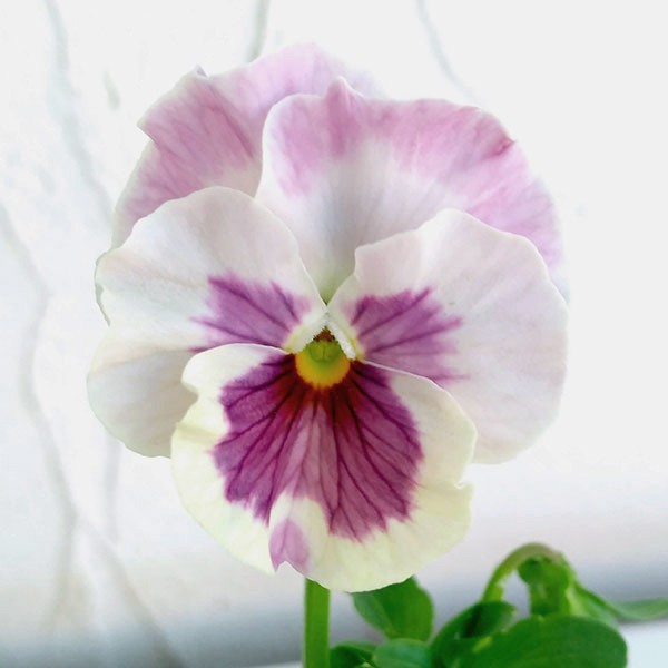 園芸ネット本店｜ビオラ：恋もも3.5号ポット 12株セット の通販【公式】