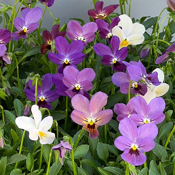 ビオラ：ルナ3～3.5号ポット 6株セット