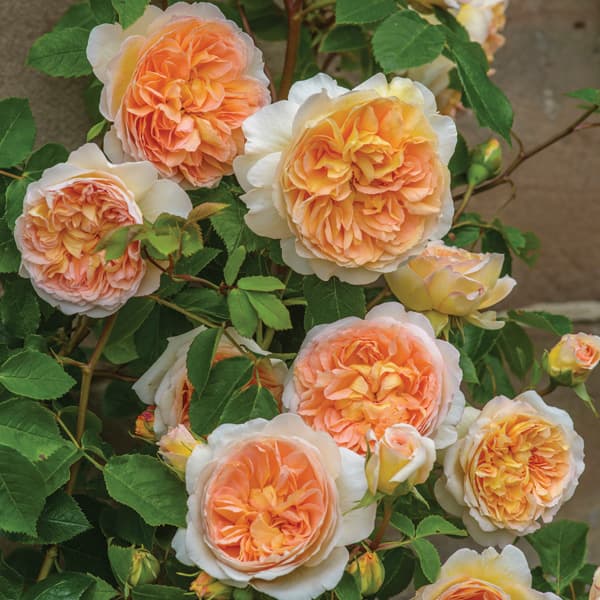 イングリッシュローズ　デビッド・オースチン・ロージズ：バスシーバ大苗10L角鉢植え