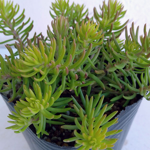 セダム：ルペストレ アンジェリーナ3号ポット 3株セット