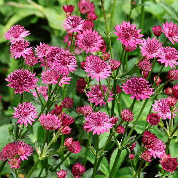 アストランティア：カプリ11cm角ポット