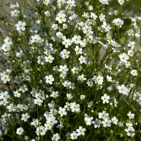 アンドロサセ：スターダスト3.5号ポット