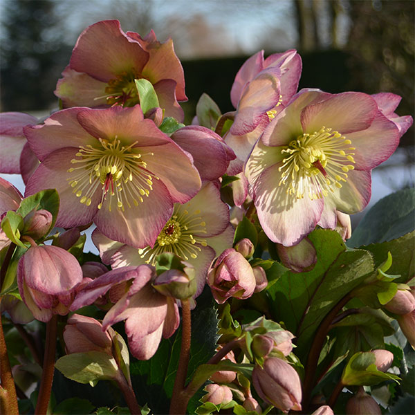 クリスマスローズ：*HGC Ice N’roses 氷の薔薇 ローズ4.5号ポット