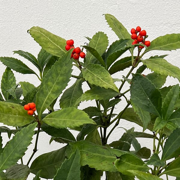 千両(センリョウ):斑入り千両・越の富輝5号鉢植え