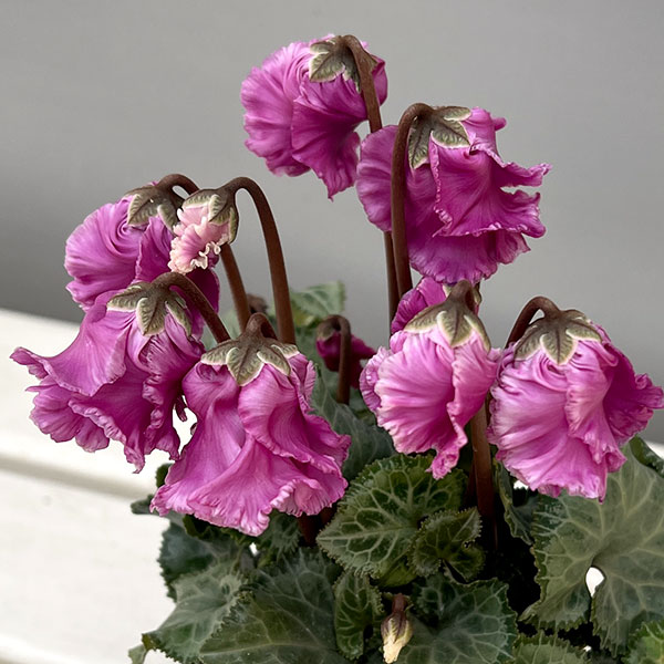 シクラメン：クロシェット（モウブ系）3号ポット