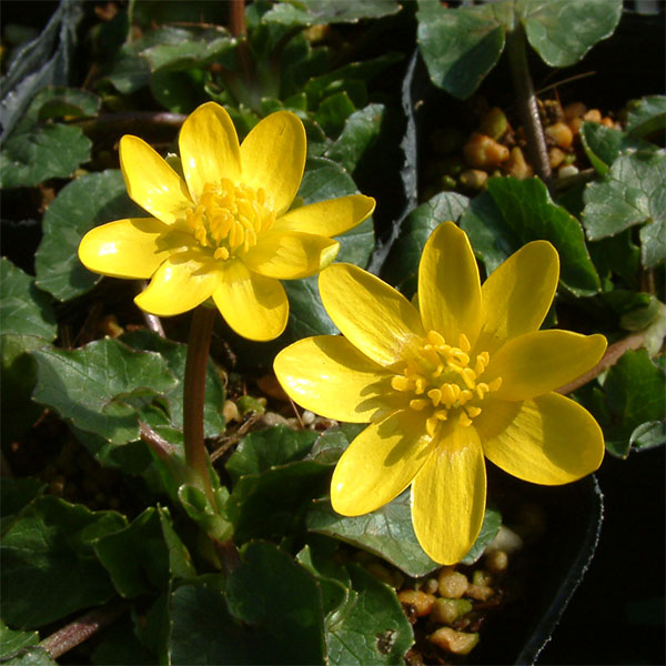 ヒメリュウキンカ2.5号ポット