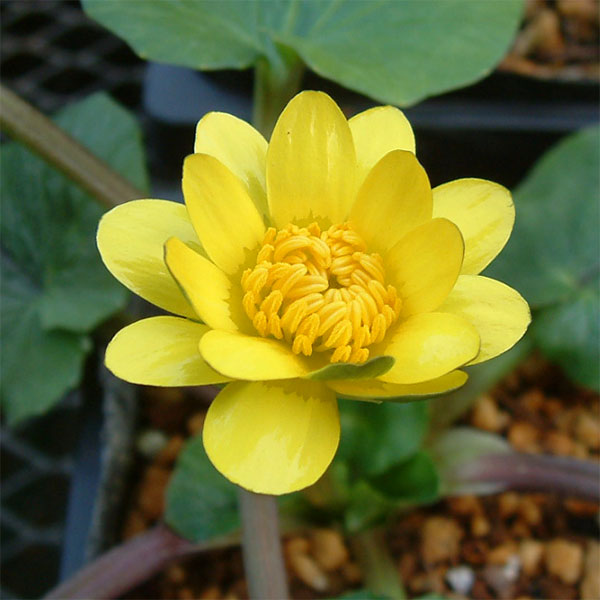 ヒメリュウキンカ：マヨール2.5号ポット