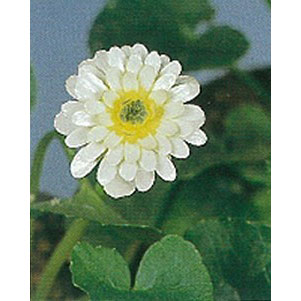 ヒメリュウキンカ（八重咲き）：ケンアスレット2.5号ポット