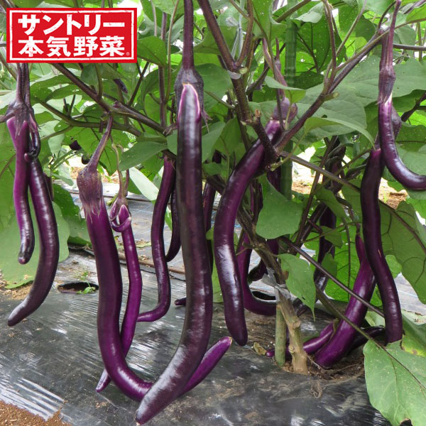[26年4月下旬予約]ナス（長ナス）：ぶらぶら自根苗3号ポット 6株セット