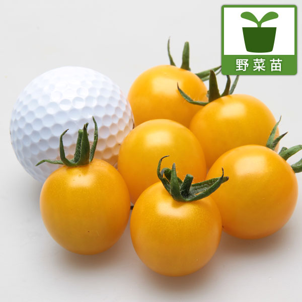 [送料無料][26年4月下旬予約]トマト：スィートミニイエロー接木苗3.5号ポット 12株セット