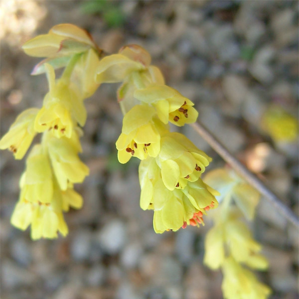 トサミズキ（土佐みずき）3.5号ポット