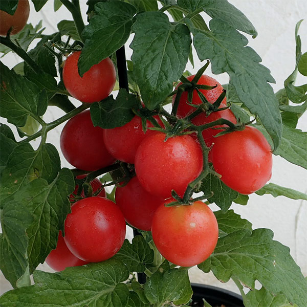 [26年4月上旬予約]ミニトマト：ピンキー自根苗3.5号ポット