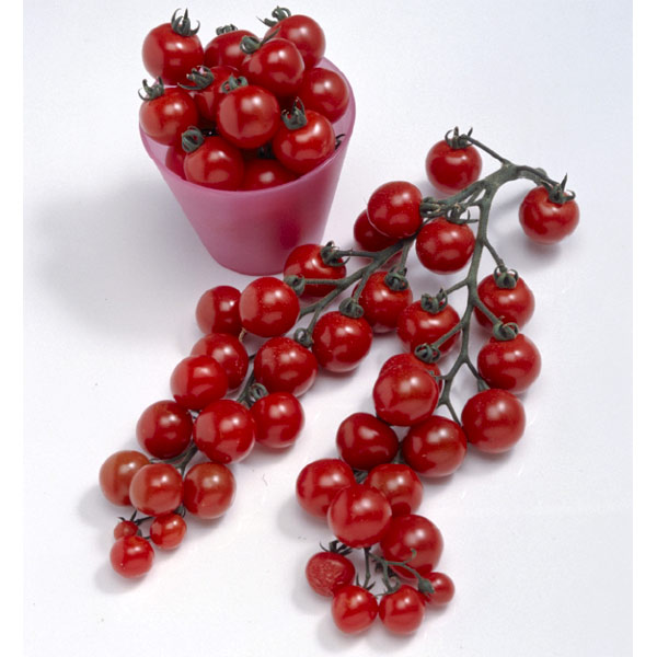 [26年4月上旬予約]ミニトマト千果（チカ）自根苗3号ポット