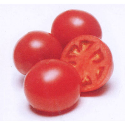 トマト：ホーム桃太郎自根苗3号ポット 2株セット