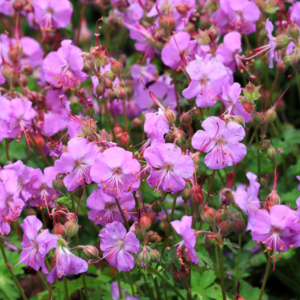 ゲラニウム:カルミナ3.5号ポット