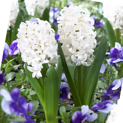 ヒヤシンス：白1球植え2.5～3号ポット 2個セット