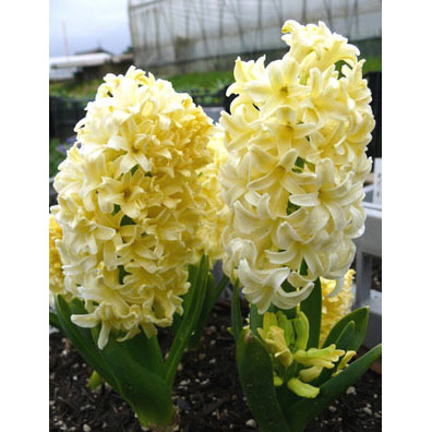 ヒヤシンス：黄1球植え2.5～3号ポット 2個セット