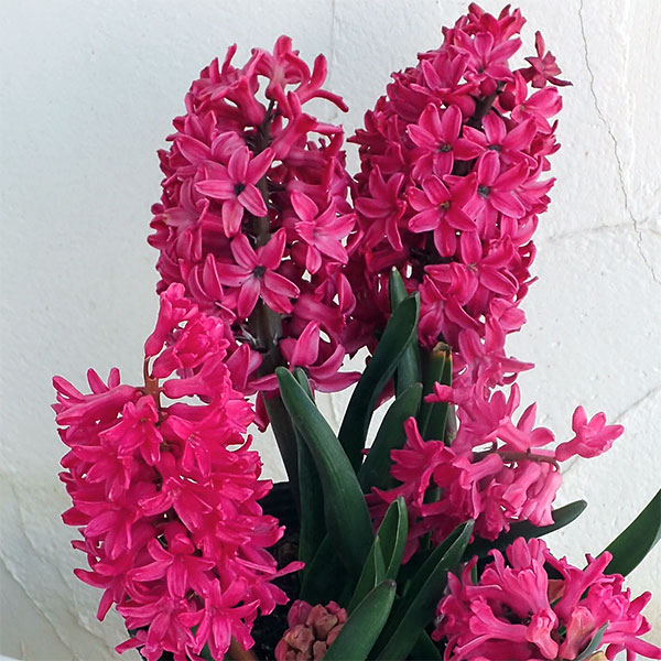 ヒヤシンス：紫（濃桃）1球植え2.5～3号ポット 2個セット