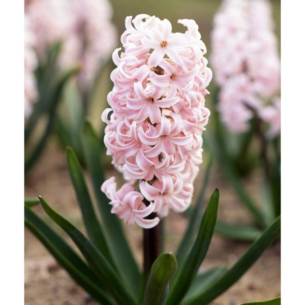 ヒヤシンス：ピンク1球植え2.5～3号ポット 2個セット