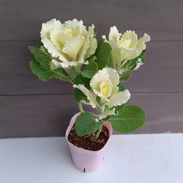 ハボタン：フレアホワイト・踊り仕立て3.5号 5ポットセット