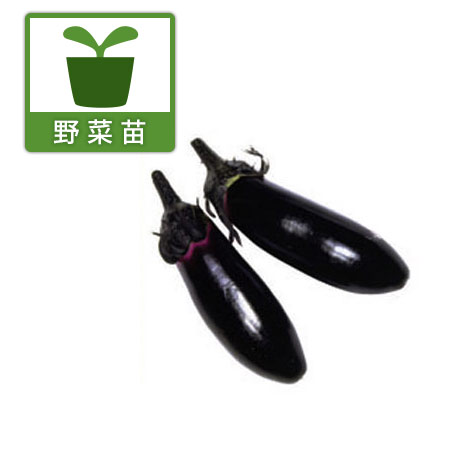 [26年4月上旬予約]ナス：黒陽（こくよう）自根苗3号ポット