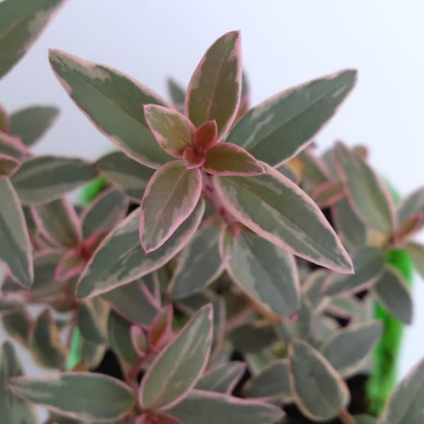 チリグアバ（ウグニ　モリナエ）斑入り3号ポット