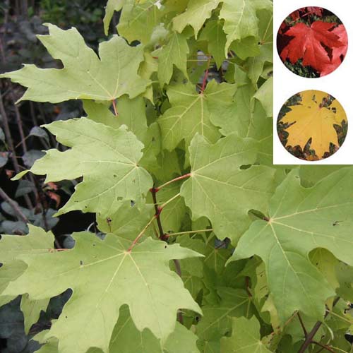 サトウカエデ（シュガーメープル）3.5号ポット