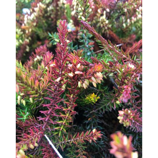 エリカ：ダーリエンシス・エヴァゴールド3号ポット