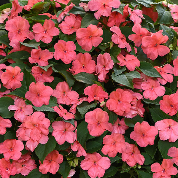 [送料無料]インパチェンス：ビーコン　コーラル3-3.5号ポット 24株セット