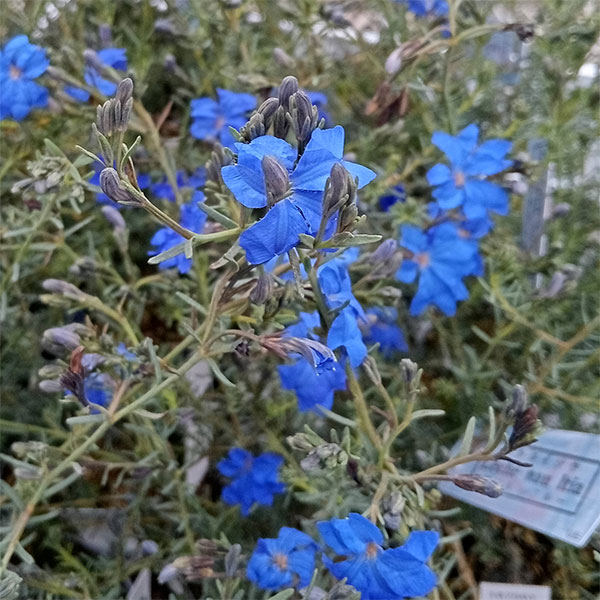 園芸ネット本店｜初恋草（ハツコイソウ・レケナウルティア）：コバルト
