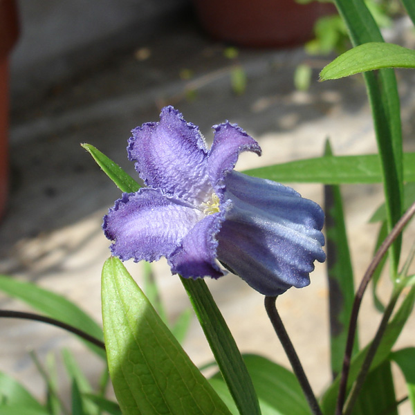 クレマチス：リトルベル3.5号ロングポット（ビオルナ系）