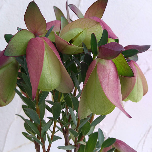 ピメレア　ピソデス4号鉢植え