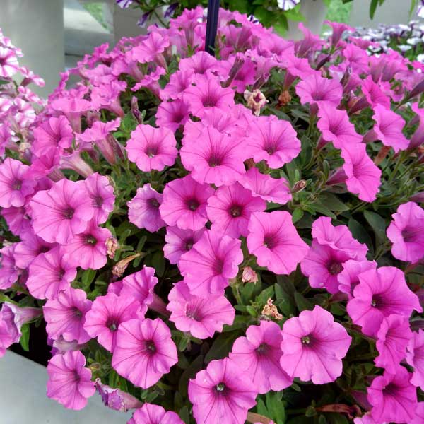 [送料無料]ペチュニア：スーパーチュニア　ビスタミニ　ドリーム3号ポット 12株セット