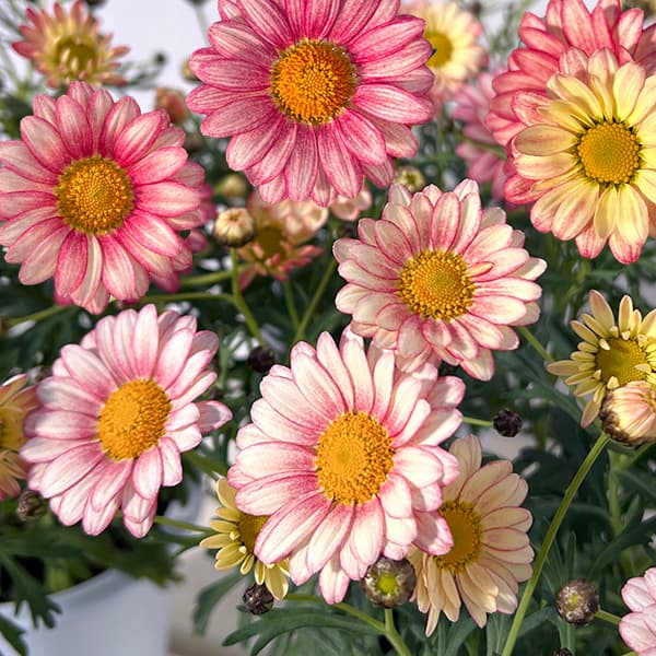 マーガレット：スマッシュ　アプリコットピンク3.5号ポット