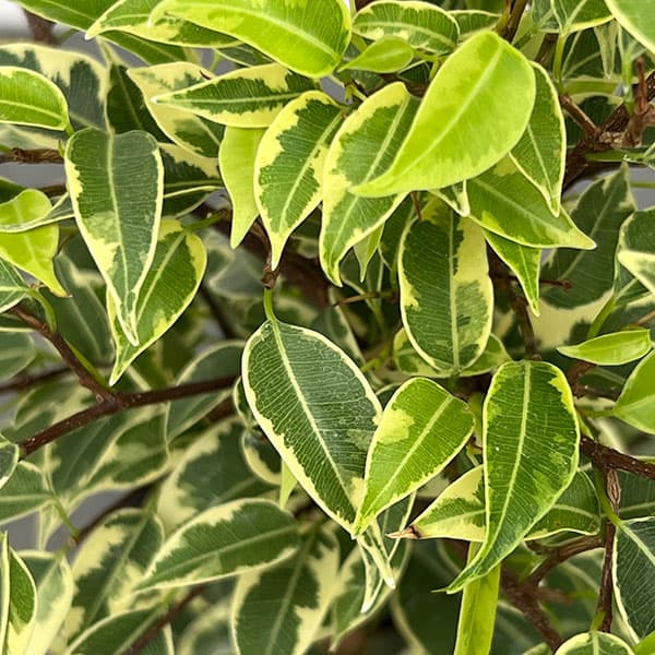 ベンジャミン（フィカス ベンジャミナ）：ラブリー4号鉢植え
