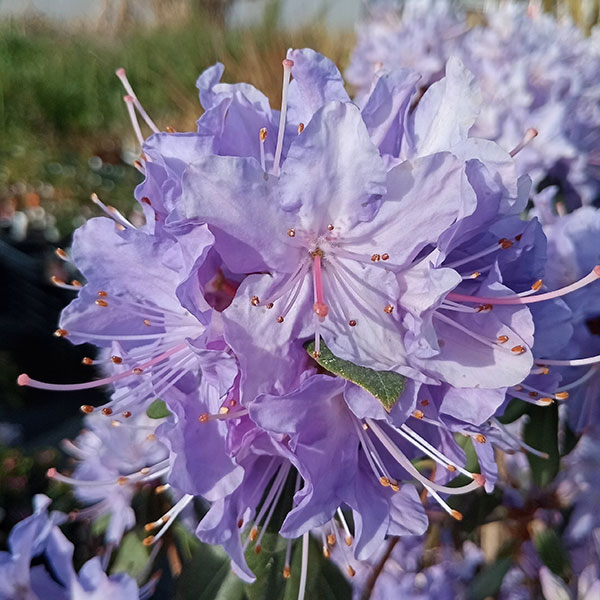 ツツジ(ブルー系):クレーターレイク5号ポット