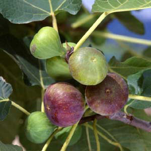 [26年3月中下旬予約]イチジク：ブリジャソットグリース4号ポット