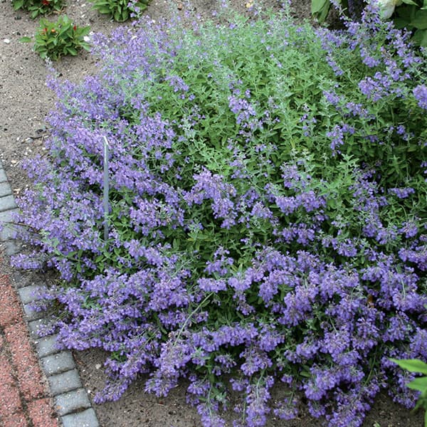 キャットミント（ネペタ）：シックスヒルズジャイアント3.5号ポット