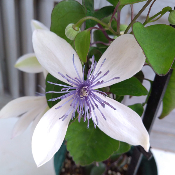 クレマチス：アコウエンシス（屏東鉄線蓮）4号ポット（原種・フラミュラ系）