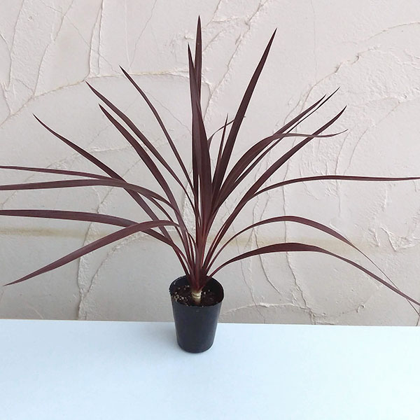 コルジリネ：レッドスター3号ポット