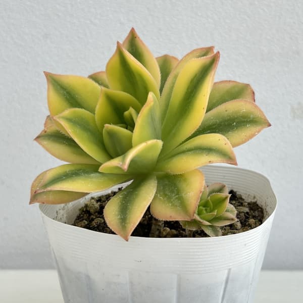 アエオニウム：スターバースト3号ポット