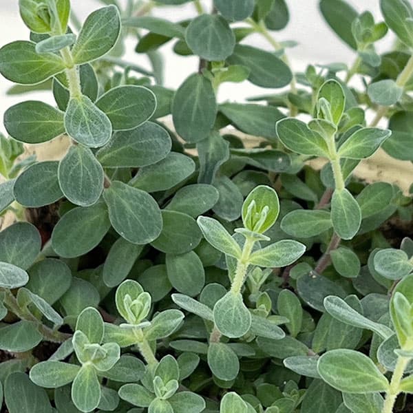 ヒペリカム：シルバーナ2.5号ポット 12株セット