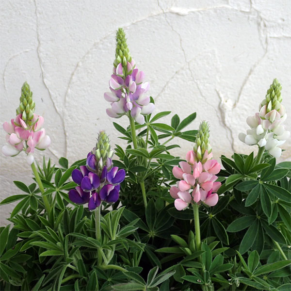 [送料無料]ルピナス：ピクシーデライトパステルおまかせ花色ミックス3.5号ポット24株セット