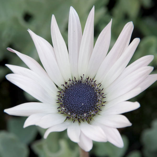 アークトチス：ラルム3号ポット 12株セット