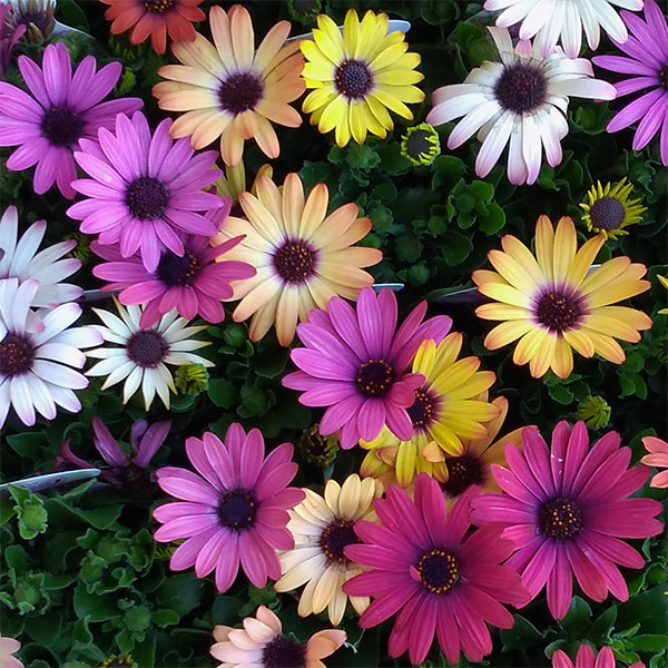 オステオスペルマム：グランドキャニオンミックス3.5号ポット 4株セット