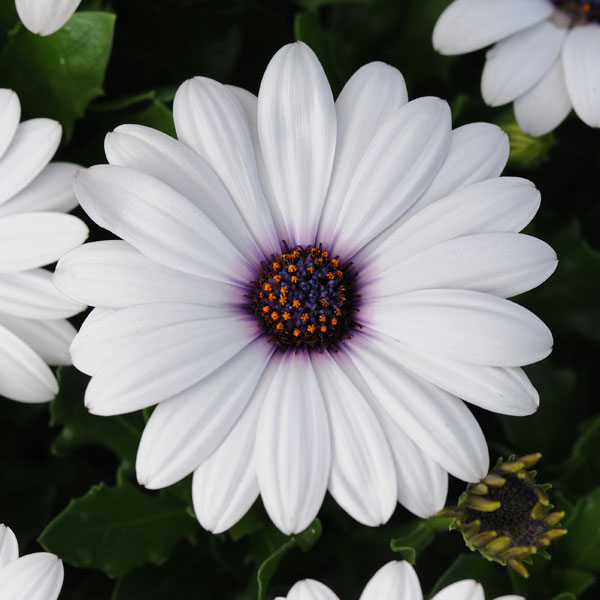 オステオスペルマム：アキラ ホワイト3.5号ポット 2株セット