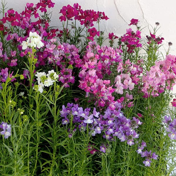 リナリア グッピー花色ミックス3-3.5号ポット 4株セット