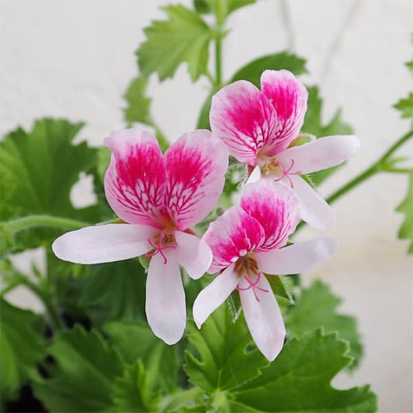 ニオイゼラニウム：レディメアリー3号ポット