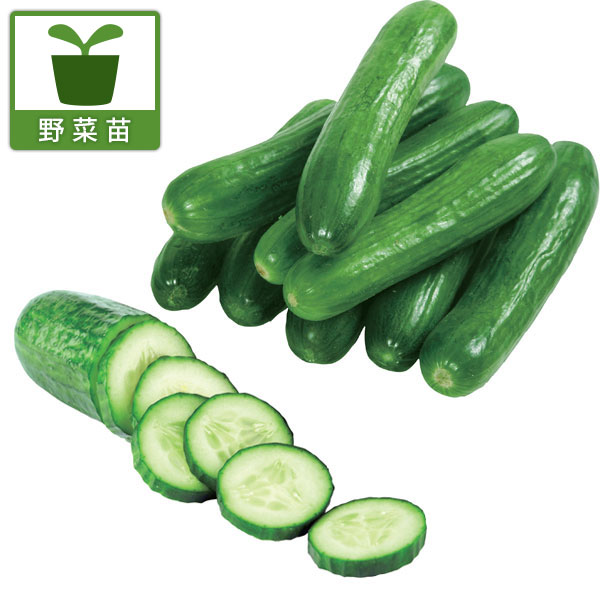 [送料無料][26年4月下旬予約]すずなりきゅうりF1・3号ポット 24株セット